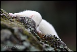 Ben bientot je vais pouvoir mitrailler-furet-4-avril-2013-33.jpg