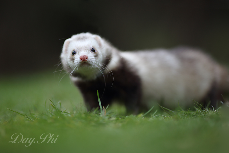 Ben bientot je vais pouvoir mitrailler-furet-4-avril-2013-34.jpg