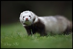 Ben bientot je vais pouvoir mitrailler-furet-4-avril-2013-34.jpg