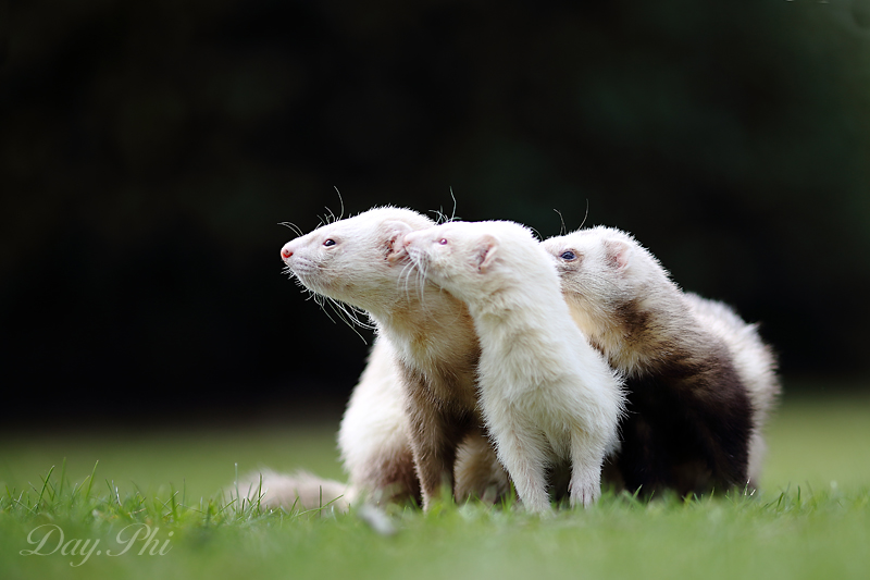 Ben bientot je vais pouvoir mitrailler-furet-4-avril-2013-3.jpg