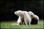 Ben bientot je vais pouvoir mitrailler-furet-4-avril-2013-3.jpg