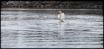 -cygne.jpg