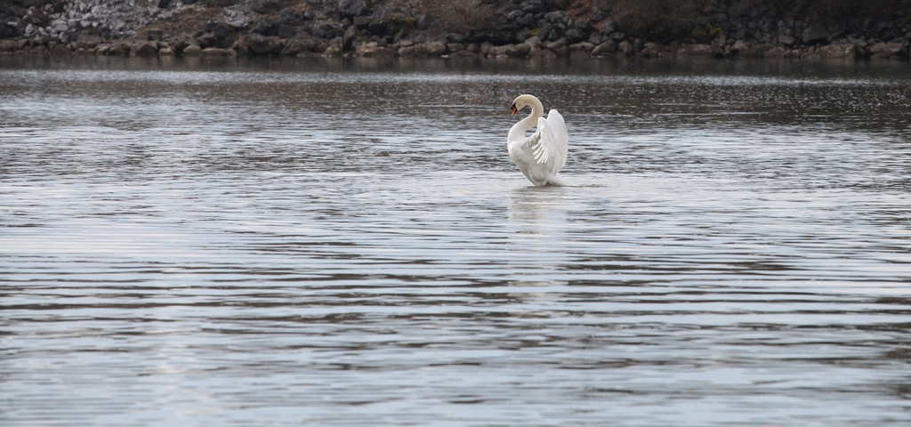 -cygne.jpg