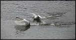 -cygnes-....jpg