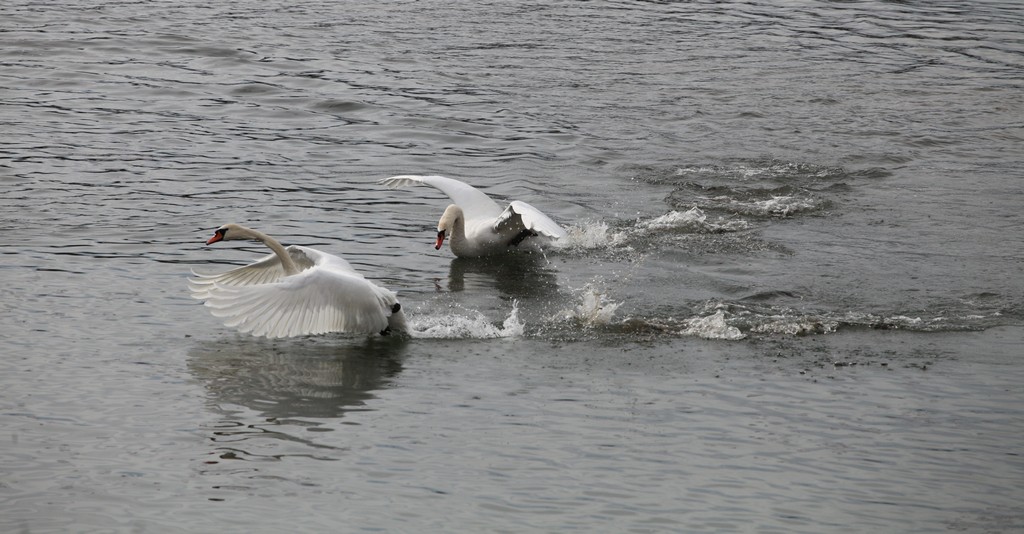 -cygnes-....jpg