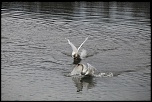 -cygnes.jpg