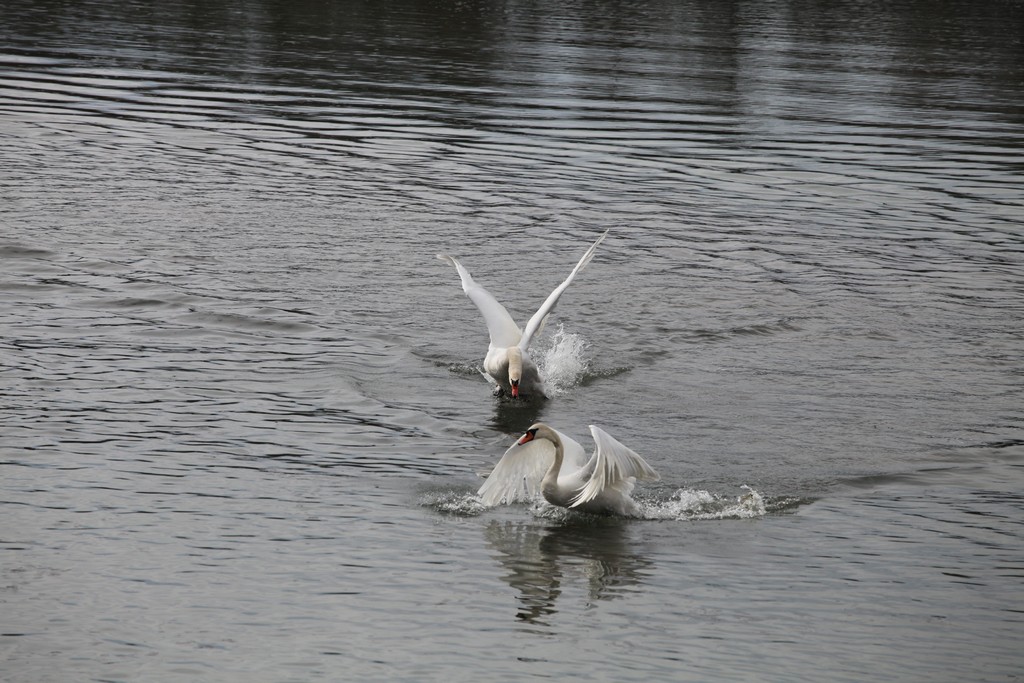 -cygnes.jpg