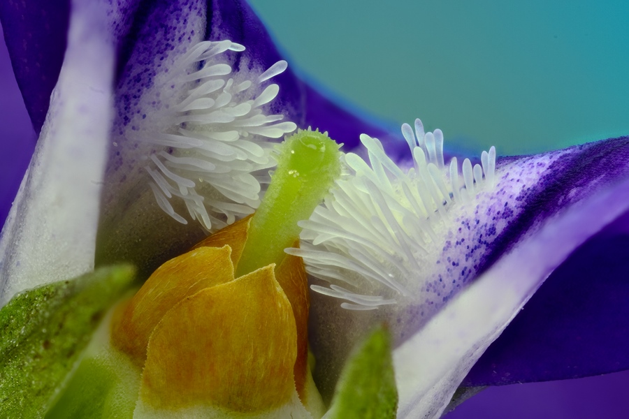 Nouveau Firmware-fleur-3-finale.jpg