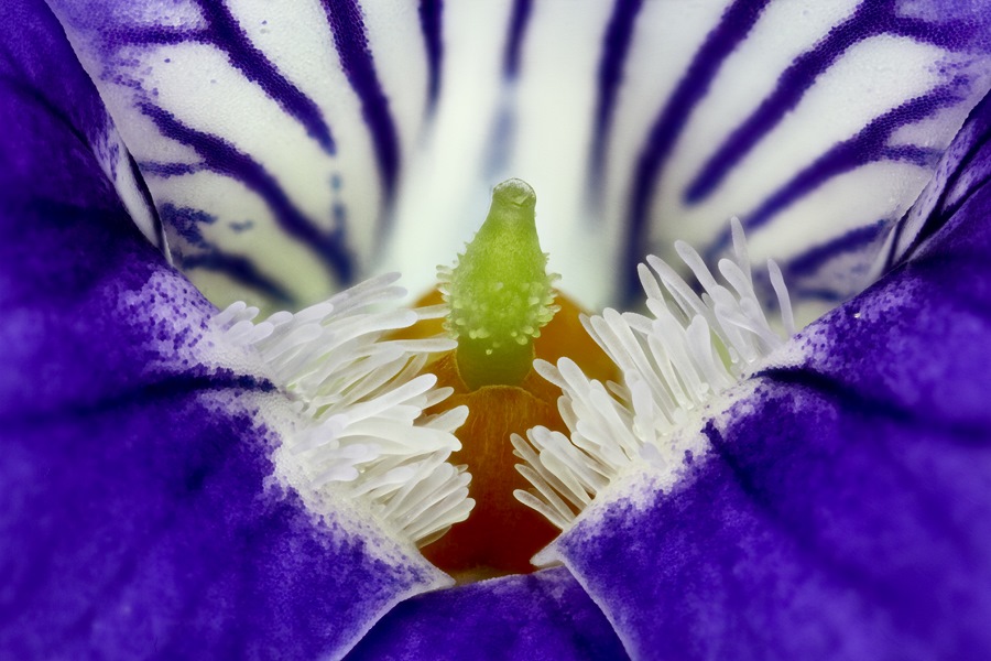 Nouveau Firmware-fleur-2-finale.jpg