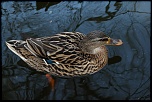 -img_0086.jpg