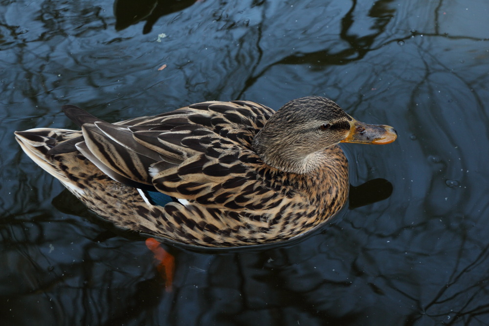 -img_0086.jpg