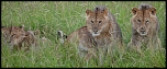 les lions aprs l'orage