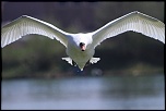 -cygne-en-vol.jpg