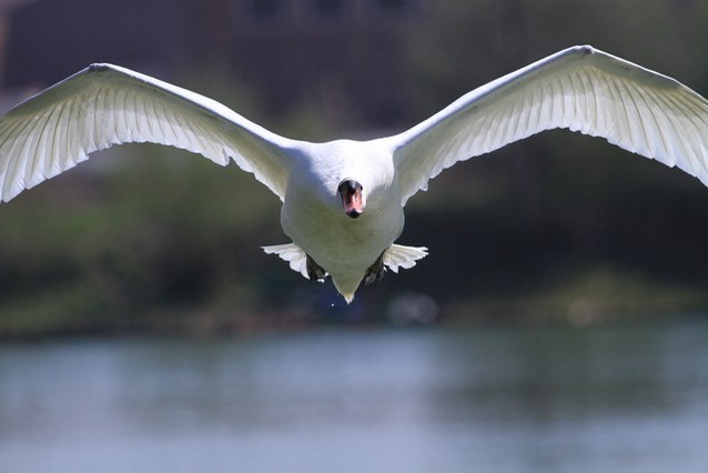 -cygne-en-vol.jpg