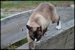Chats