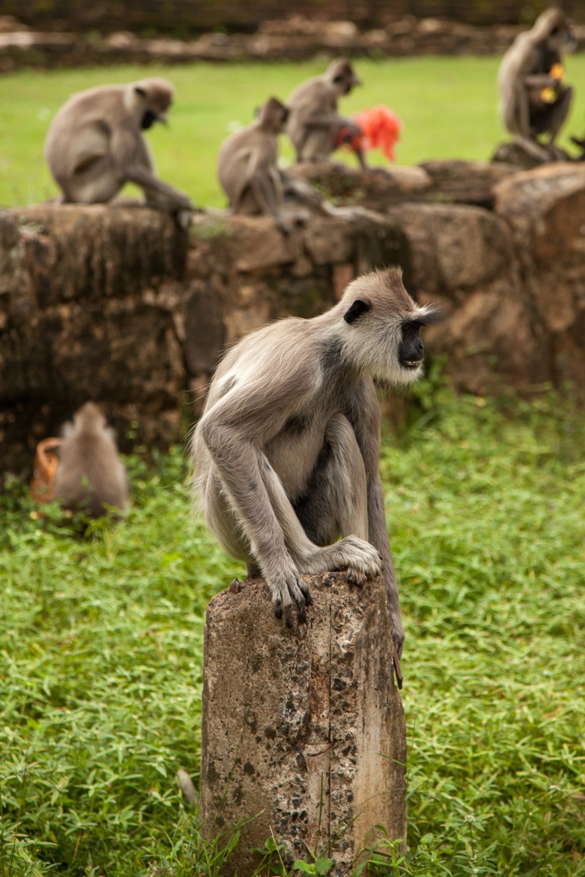 Le 3000D pour septembre?-srilanka-7.jpg