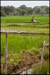 Le 3000D pour septembre?-srilanka-4.jpg