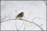 -img_8685.jpg