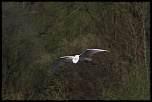 -img_1293.jpg