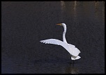 -img_1312.jpg