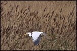 -img_1303.jpg