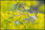 IMG 4790