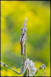 IMG 4732