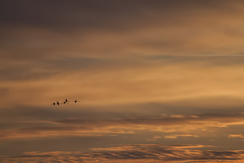 camargue 15 04 2013 20 19 41 0358