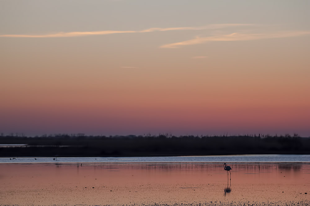 camargue 14 04 2013 20 39 59 0305