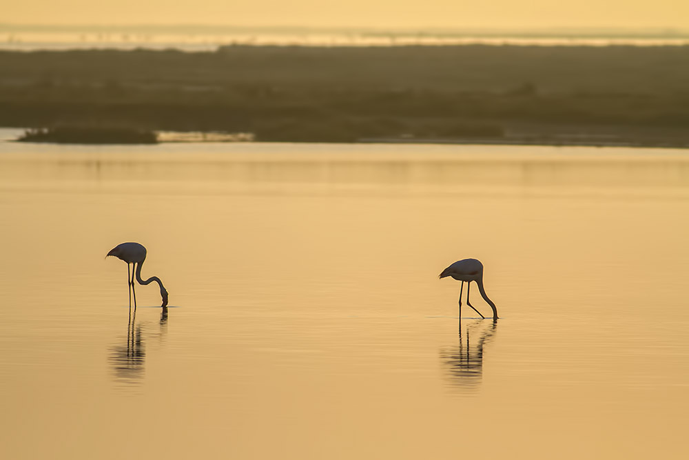 camargue 16 04 2013 07 29 28 1304