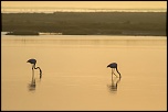 camargue 16 04 2013 07 29 28 1304