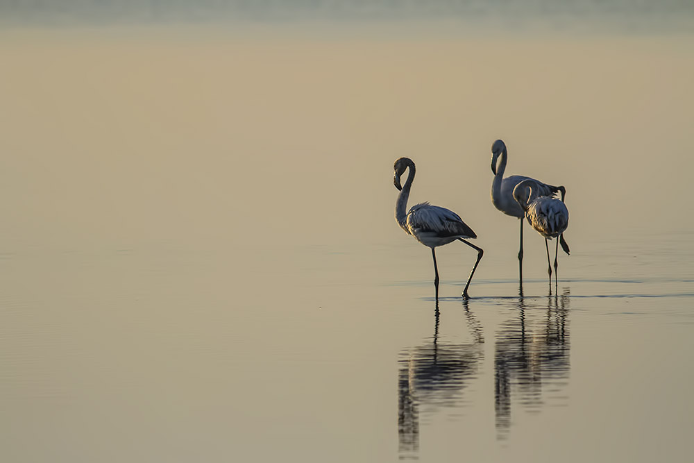 camargue 18 04 2013 07 43 59 0127