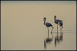 camargue 18 04 2013 07 43 59 0127