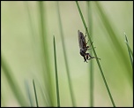 -seresville_17-04-2011_0039.jpg