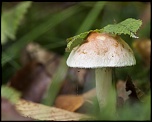 -brumath-stephansfeld_28-10-2011-10-45-53_0102.jpg