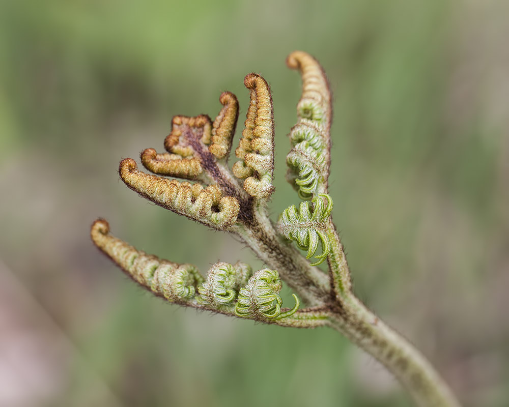 -montecot_16-04-2011_0041.jpg