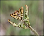 -montecot_16-04-2011_0041.jpg