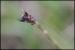 -seresville_27-07-2011-08-42-26_0036.jpg
