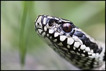 -seresville_31-03-2013-14-18-48_0058.jpg