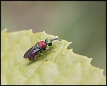 -seresville_12-06-2011-14-34-12_0135.jpg