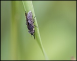 -mommenheim_19-07-2011-13-40-00_0561.jpg