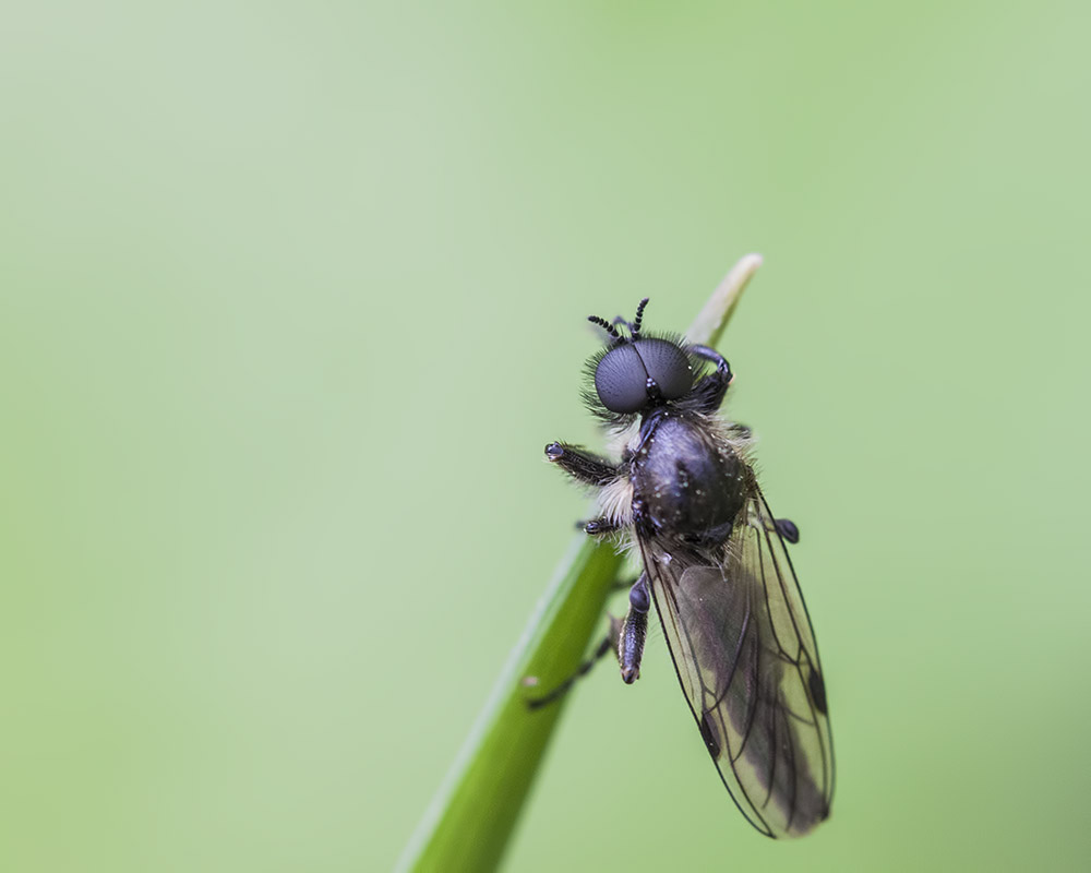 -montecot_16-04-2011_0011.jpg