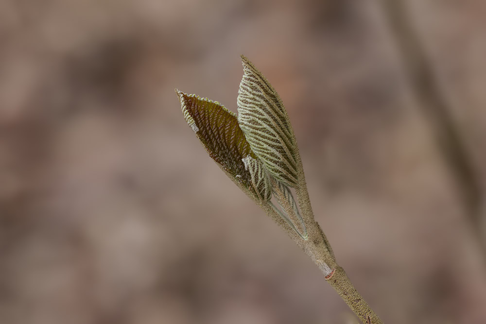 -seresville_13-03-2011_0074.jpg