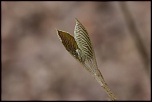 -seresville_13-03-2011_0074.jpg