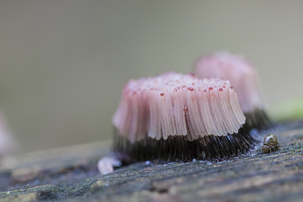-montecot_23-09-2011-15-28-10_0065.jpg