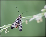 -mommenheim_19-07-2011-12-41-15_0310.jpg