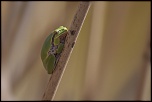 -camargue_17-04-2013-11-56-57_0890.jpg