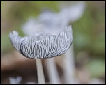 -montecot_02-10-2011-10-56-43_0156.jpg