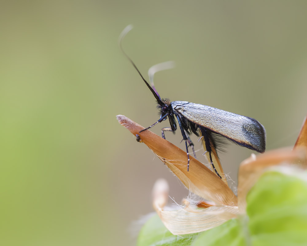 -montecot_16-04-2011_0059.jpg