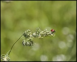 -seresville_30-05-2012-13-05-10_0006.jpg